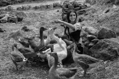 Repasto de gansos | Geese goodies