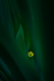 A pequena flor amarela | The little yellow flower