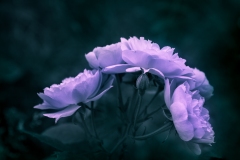 Coroa lilás | Lilac crown