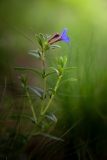 A flor azul | The blue flower