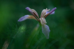 Lírio roxo | Purple Lily