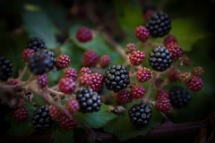 Amoras silvestres | Wild blackberries
