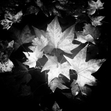 Folhas mortas | Dead leaves